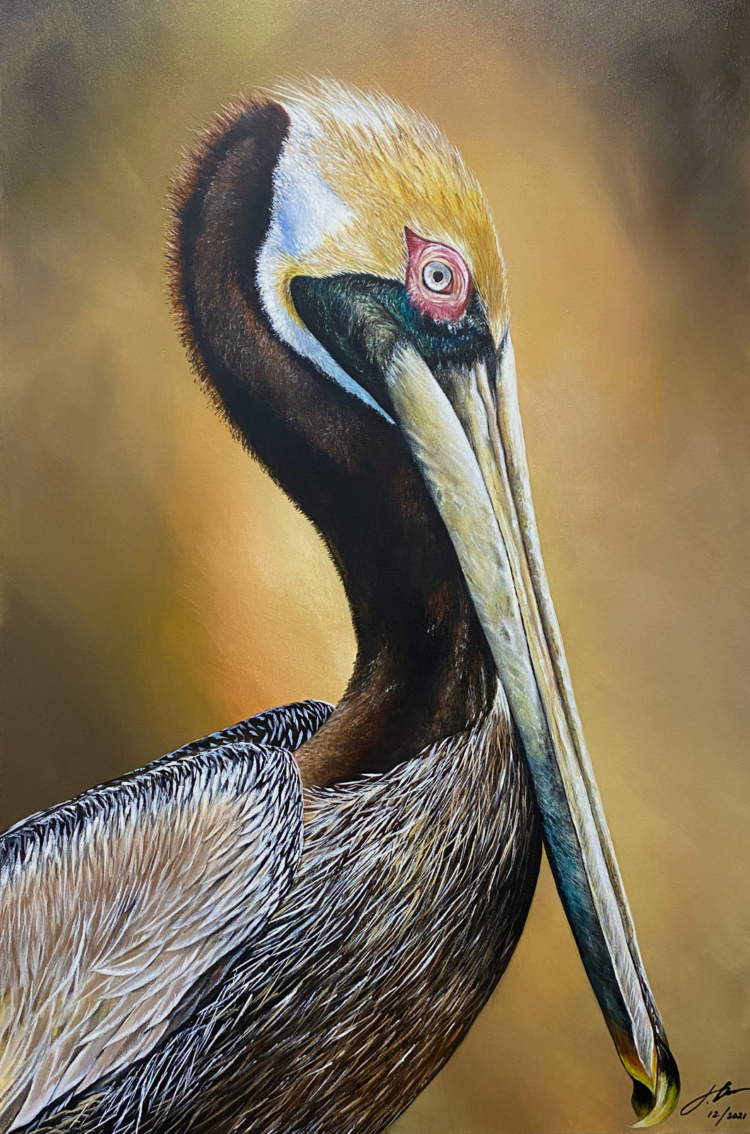 Brown Pelican 24 x 36